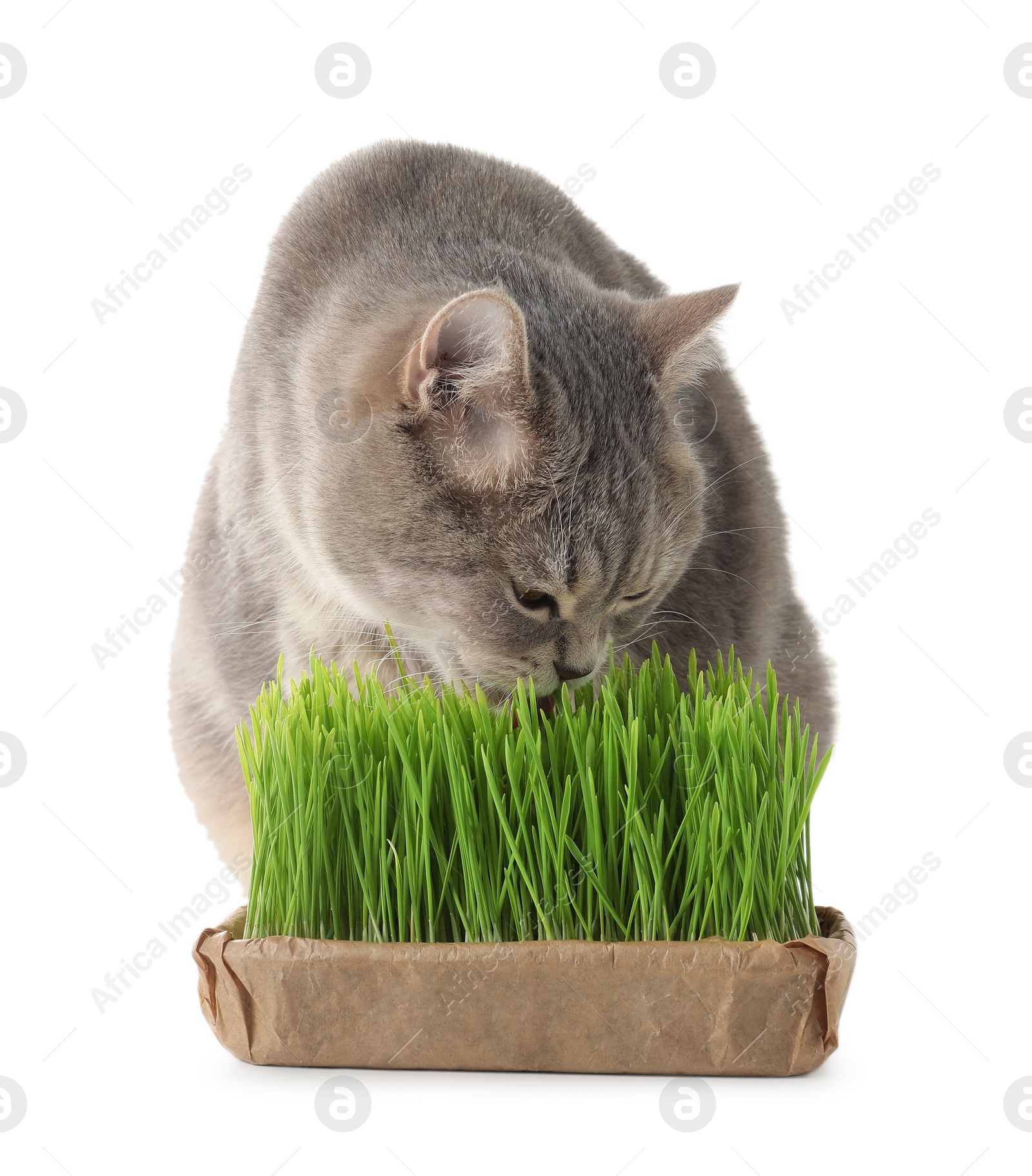 Photo of Cute cat eating fresh green grass isolated on white