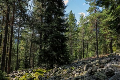 Beautiful trees and rocks in mountain forest