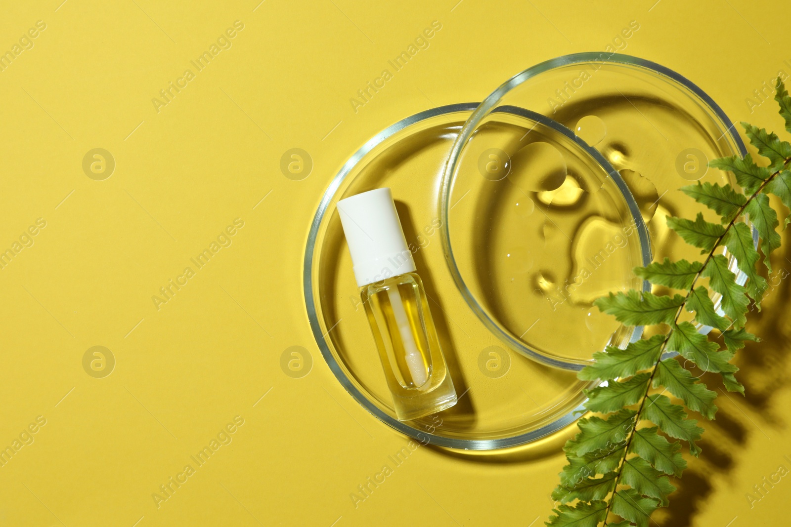 Photo of Flat lay composition with Petri dishes on yellow background. Space for text