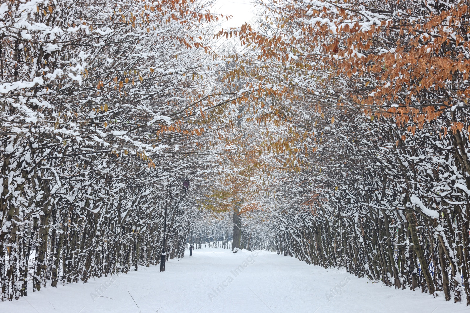 Photo of Trees covered with snow in winter park