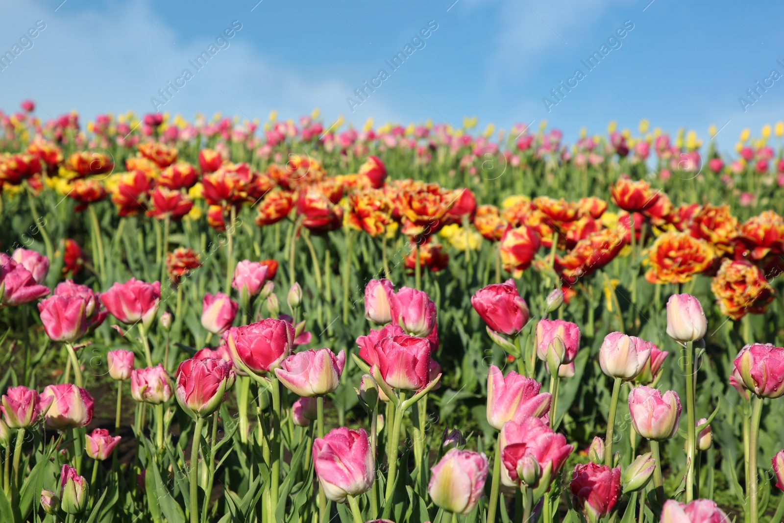 Photo of Beautiful colorful tulip flowers growing in field on sunny day