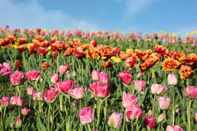 Beautiful colorful tulip flowers growing in field on sunny day