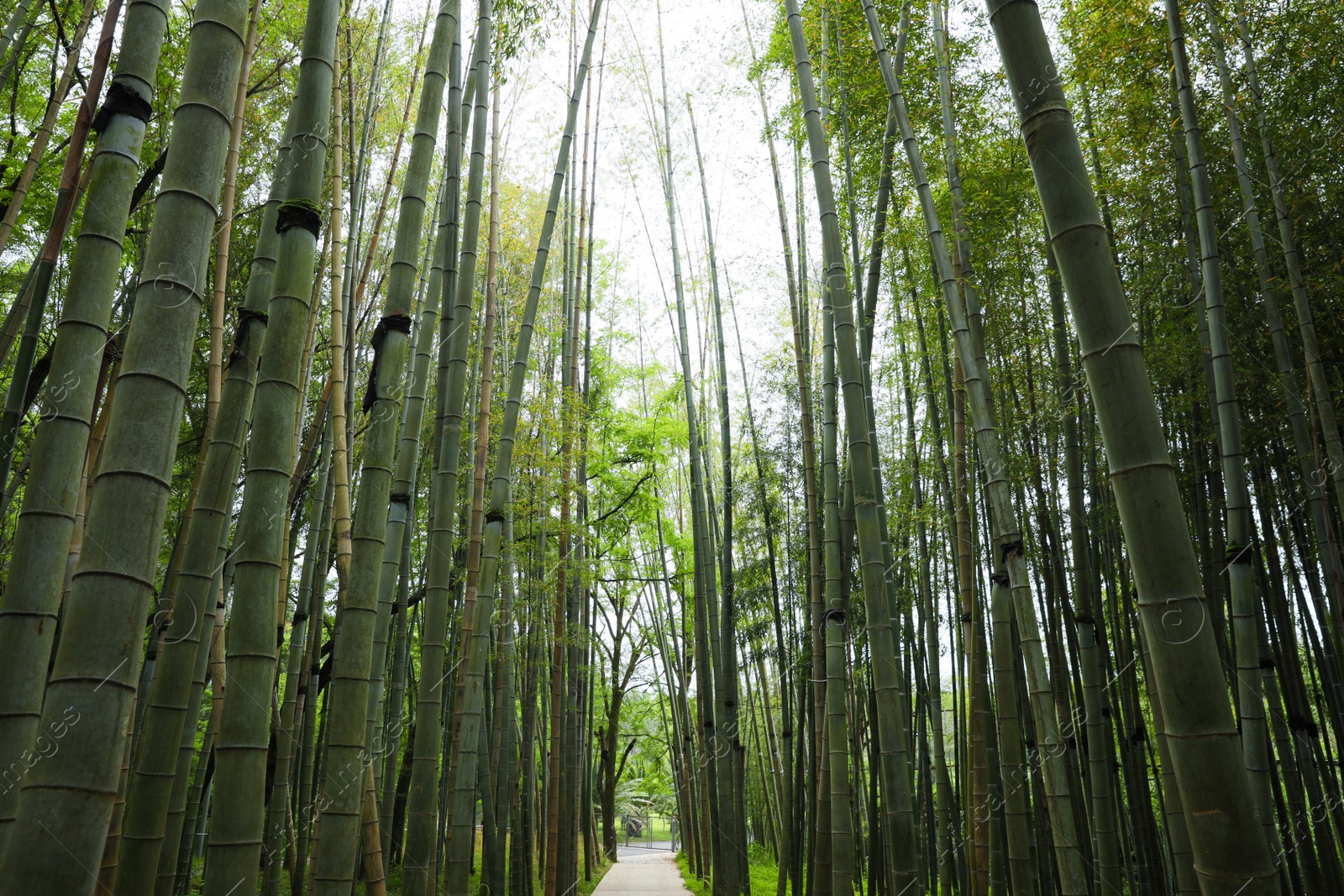 Photo of Picturesque view of tranquil park with pathway surrounded by beautiful bamboo