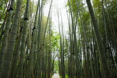 Photo of Picturesque viewtranquil park with pathway surrounded by beautiful bamboo