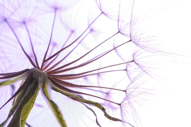 Dandelion seed head on light background, close up