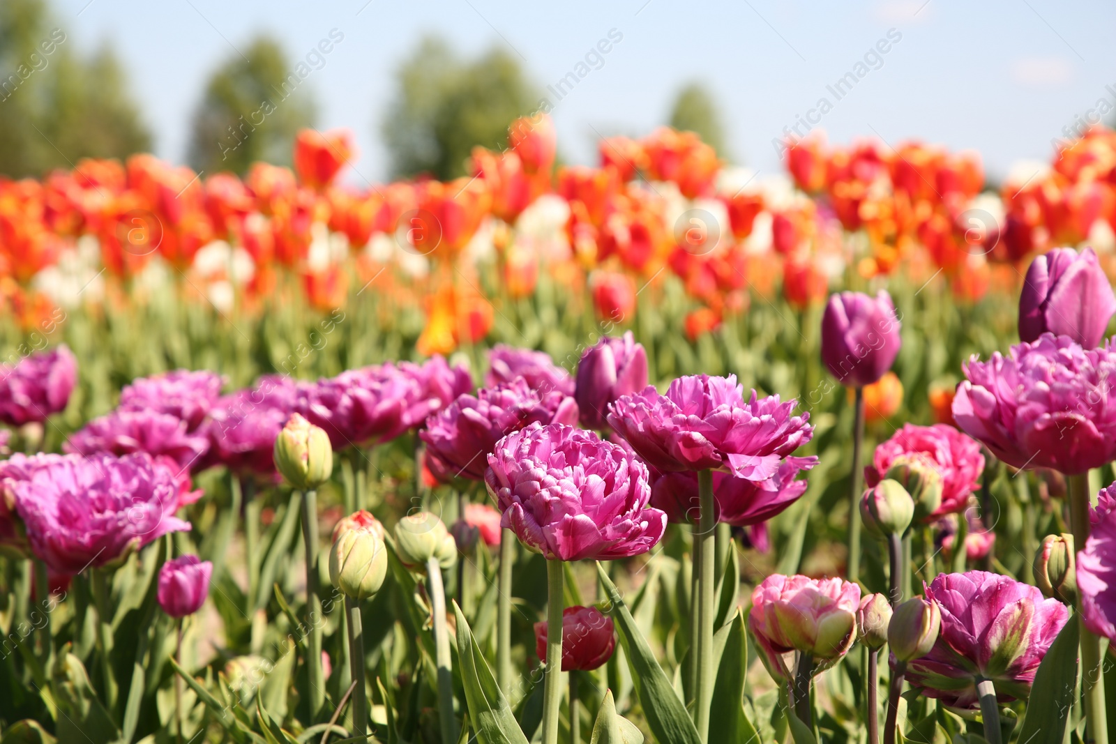 Photo of Beautiful colorful tulip flowers growing in field