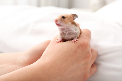 Woman with cute little hamster in bed, closeup