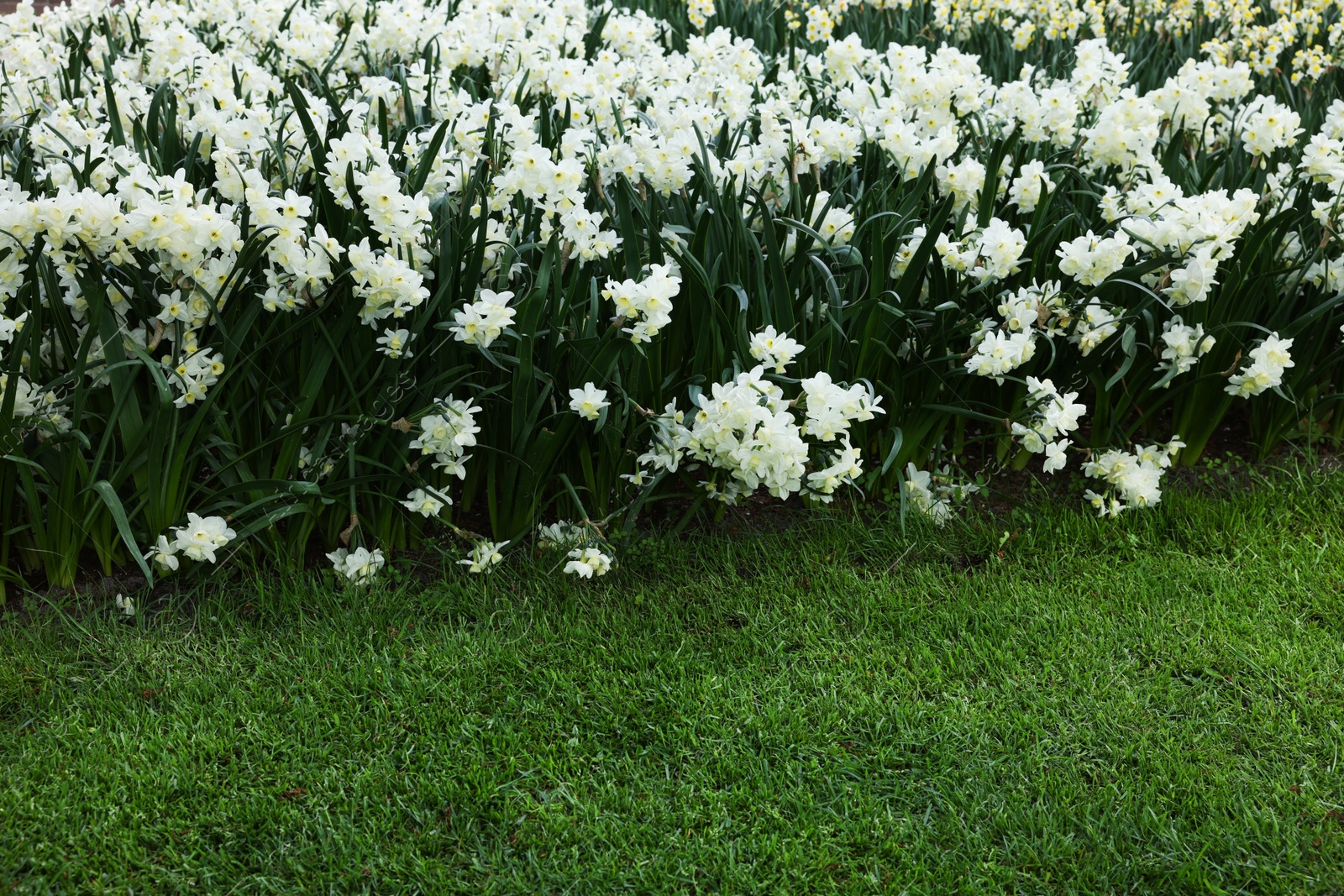 Photo of Many beautiful narcissus flowers growing outdoors. Spring season