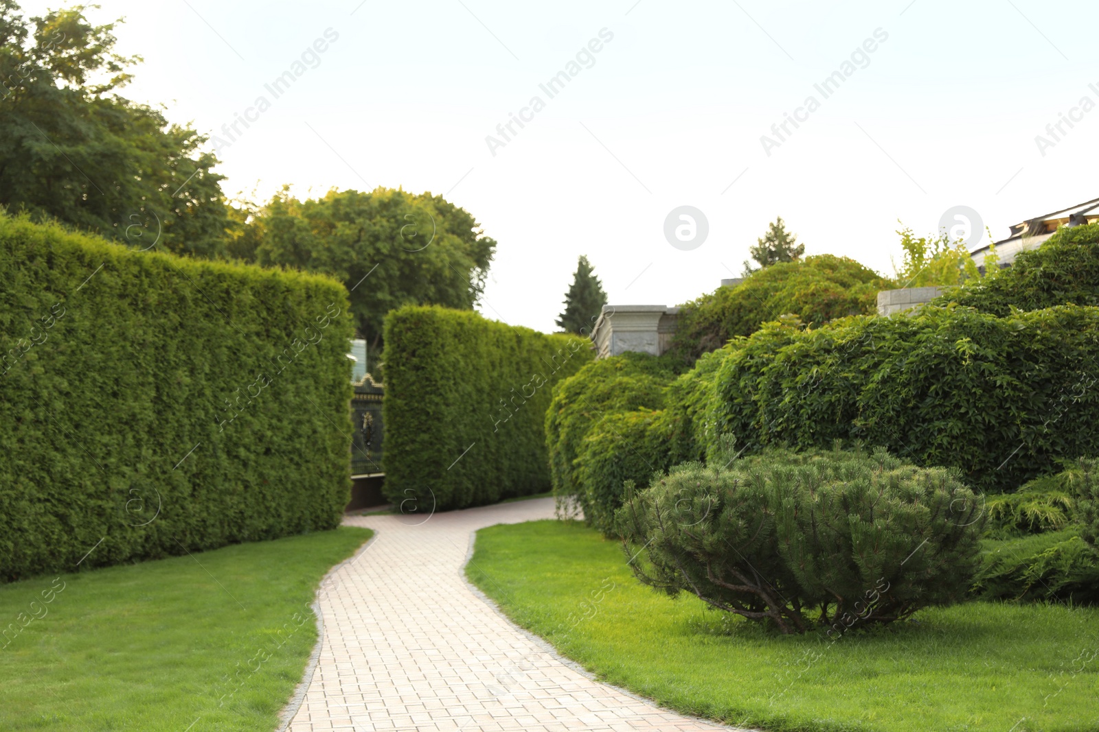 Photo of Picturesque landscape with brick path on sunny day. Gardening idea