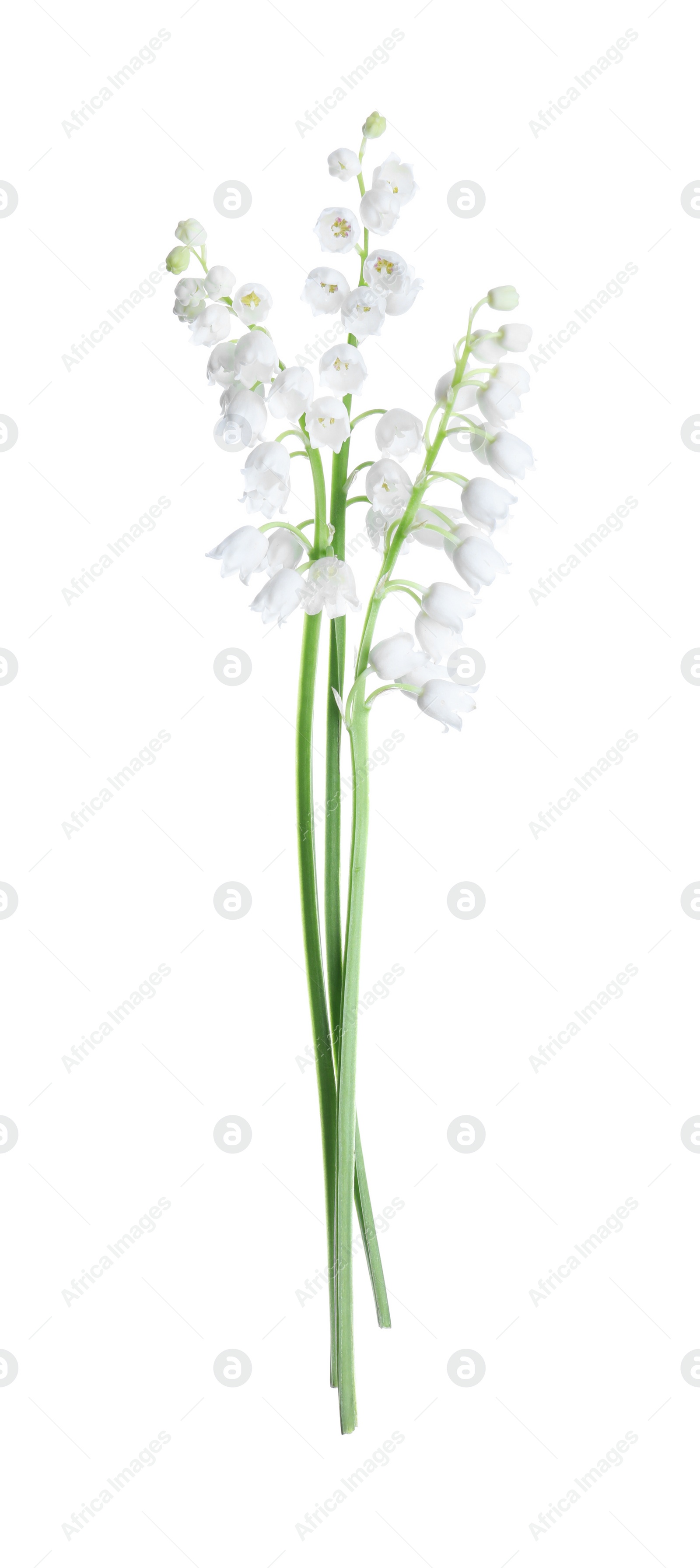 Photo of Beautiful lily of the valley flowers isolated on white