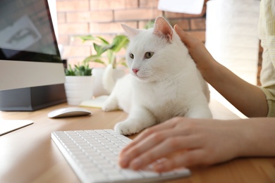 Photo of Adorable white cat lying on table and distracting owner from work, closeup