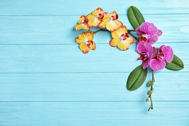 Photo of Beautiful tropical orchid flowers on color wooden background, top view. Space for text
