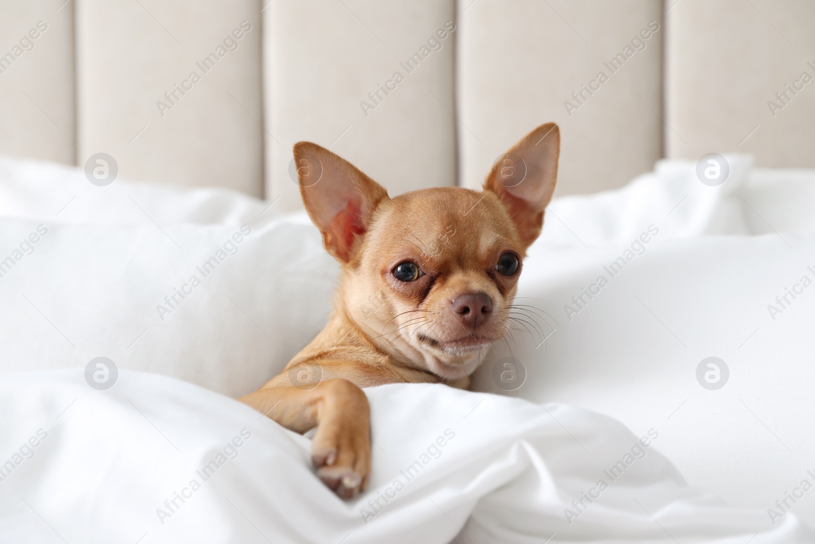 Photo of Cute Chihuahua dog under blanket at home