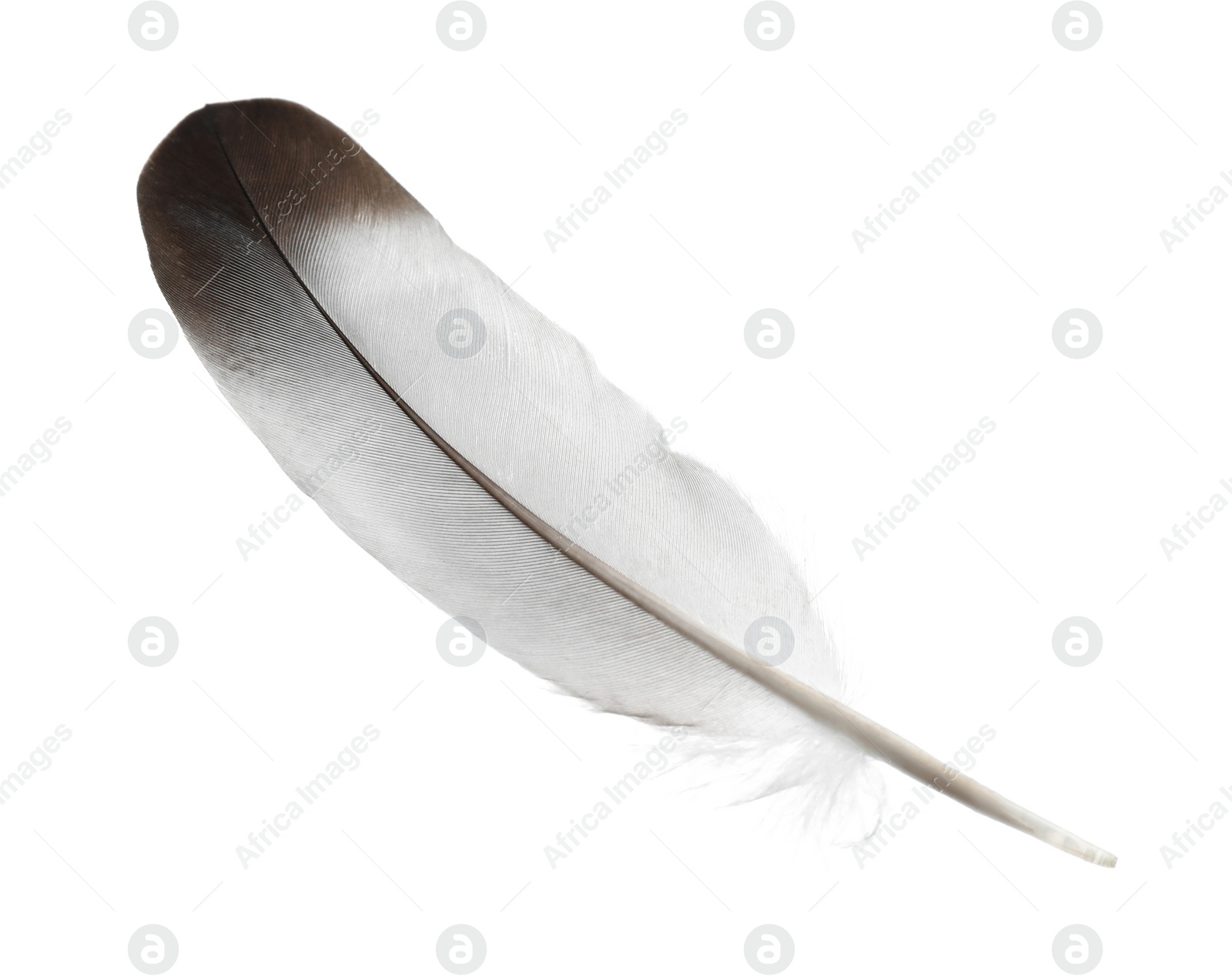 Photo of Beautiful grey bird feather isolated on white