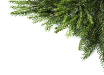 Photo of Branches of fir tree on white background