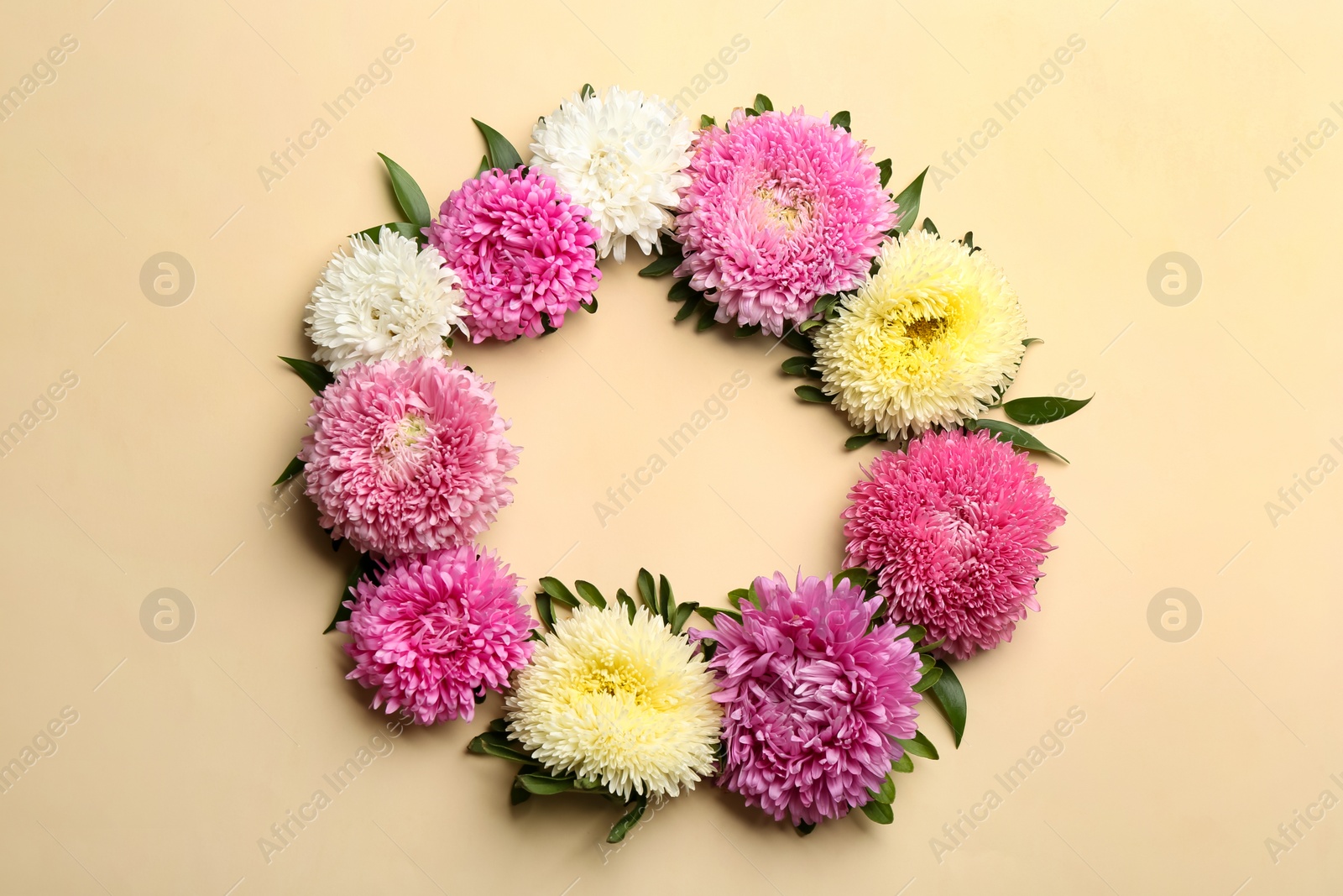 Photo of Frame of beautiful asters and space for text on beige background, flat lay. Autumn flowers