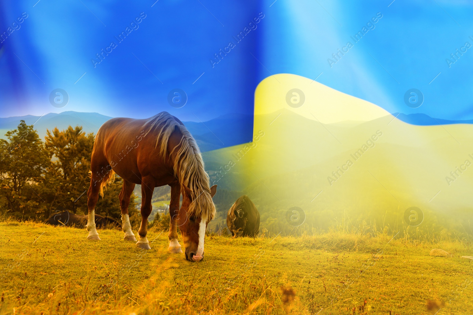 Image of Double exposure of Ukrainian flag and horses grazing in meadow surrounded by mountains
