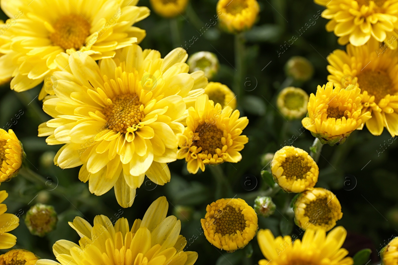 Photo of Beautiful yellow chrysanthemum flowers with leaves, closeup