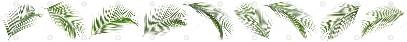 Image of Set of tropical leaves on white background. Banner design 