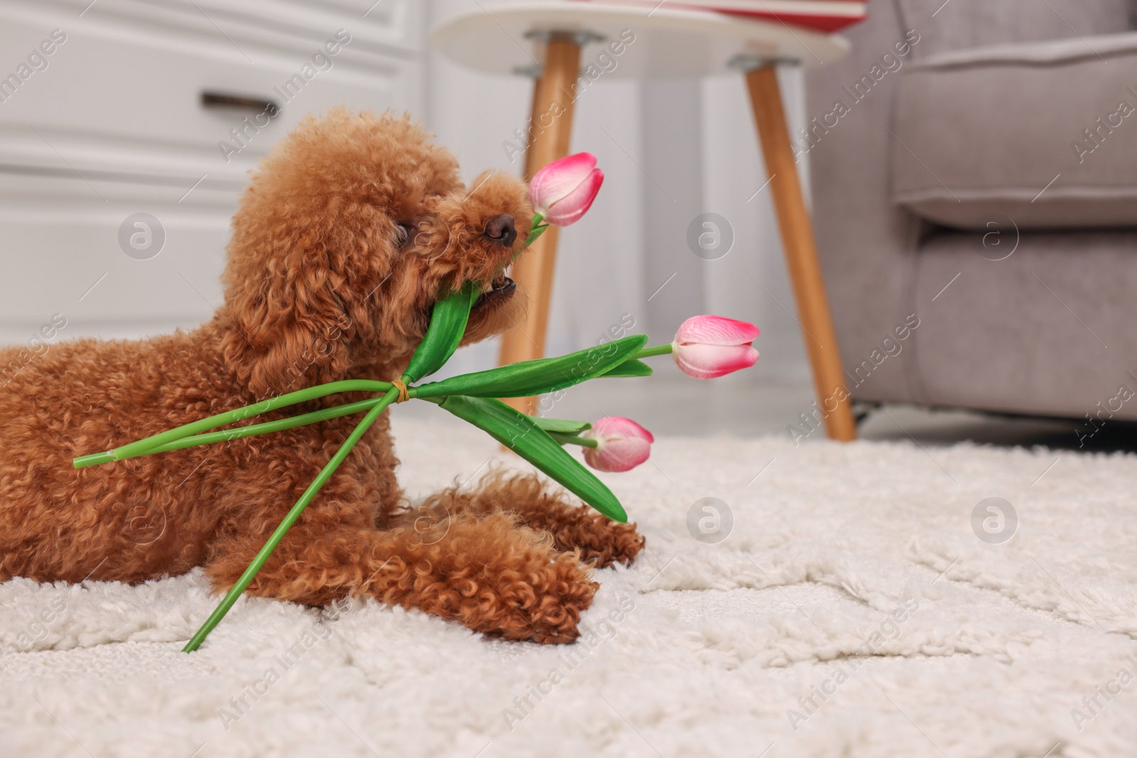 Photo of Cute Maltipoo dog with bouquet of beautiful tulips at home, space for text. Lovely pet