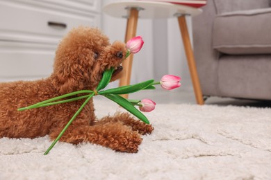 Cute Maltipoo dog with bouquet of beautiful tulips at home, space for text. Lovely pet