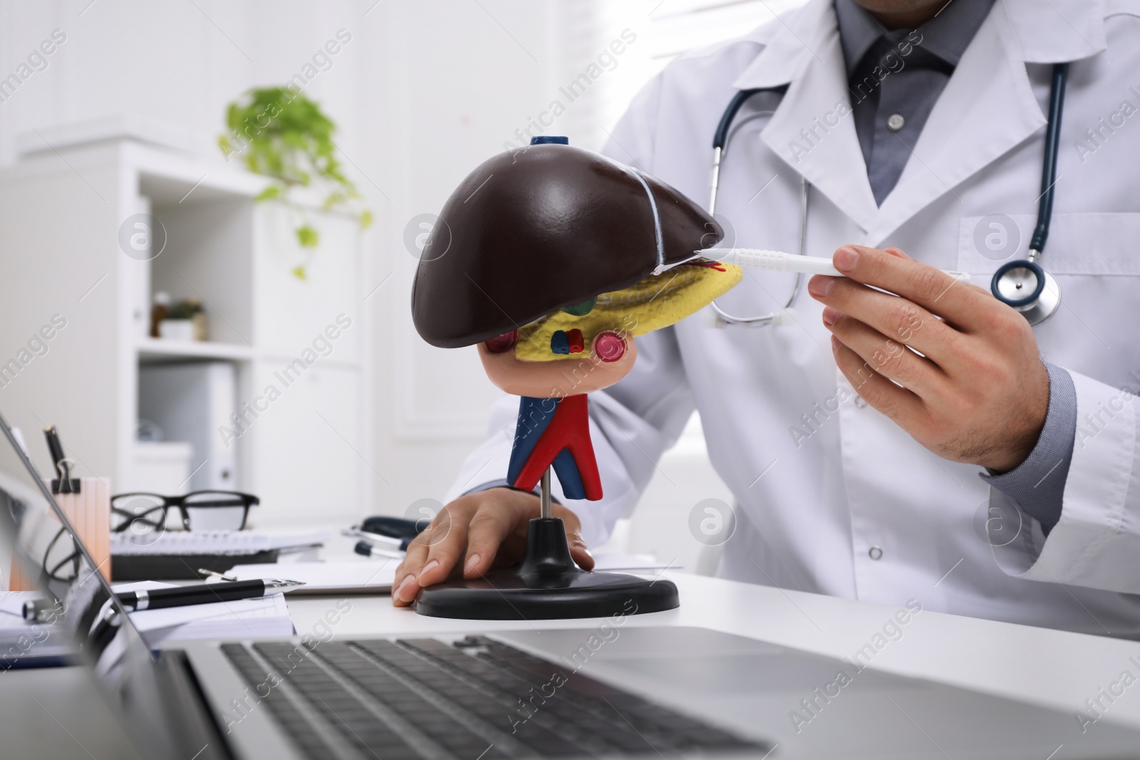 Photo of Doctor demonstrating model of liver at table in clinic, closeup