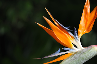 Photo of Bird of Paradise tropical flower on blurred background, closeup. Space for text