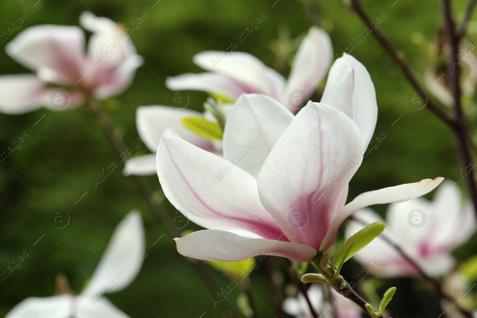 Photo of Magnolia tree with beautiful flower on blurred background, closeup