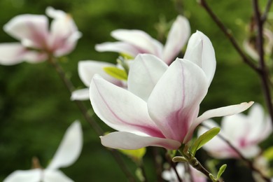 Magnolia tree with beautiful flower on blurred background, closeup