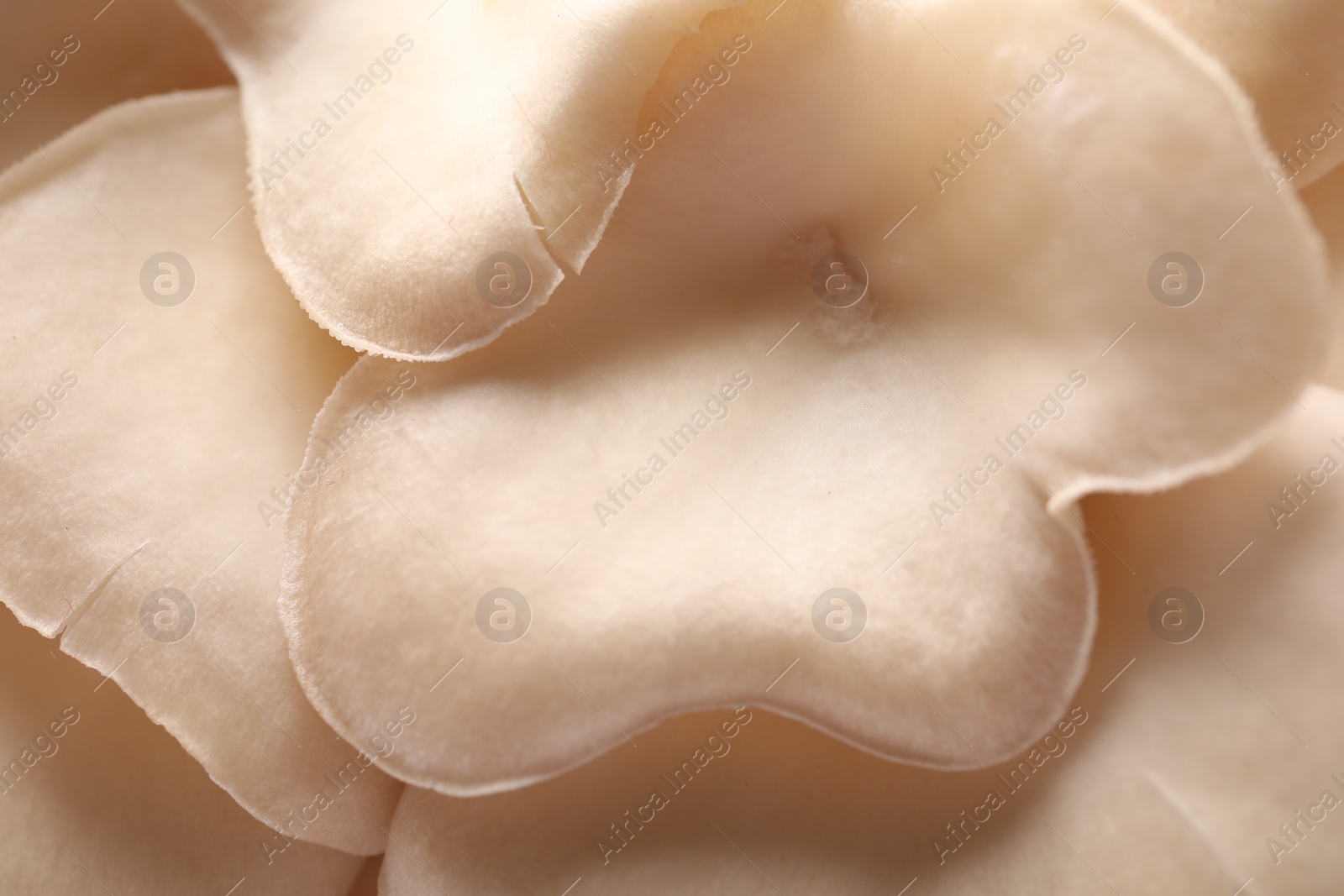 Photo of Fresh oyster mushrooms as background, macro view