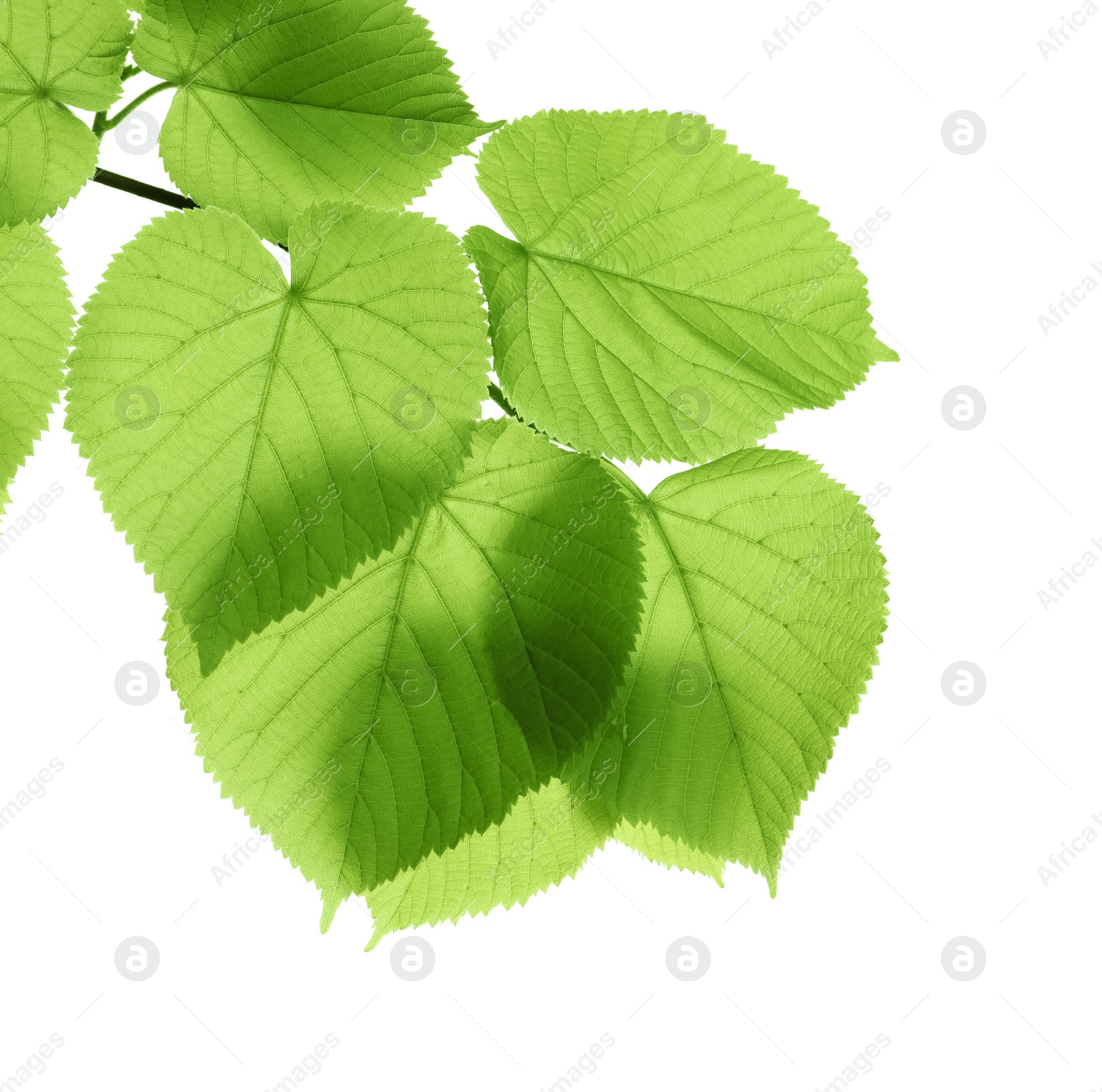 Photo of Branch with green leaves on white background