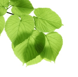 Photo of Branch with green leaves on white background