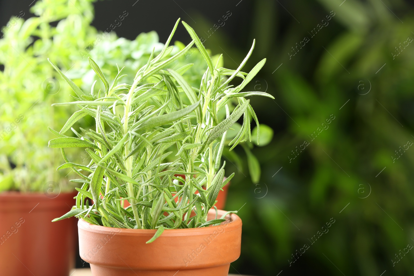 Photo of Pot with fresh rosemary against blurred background