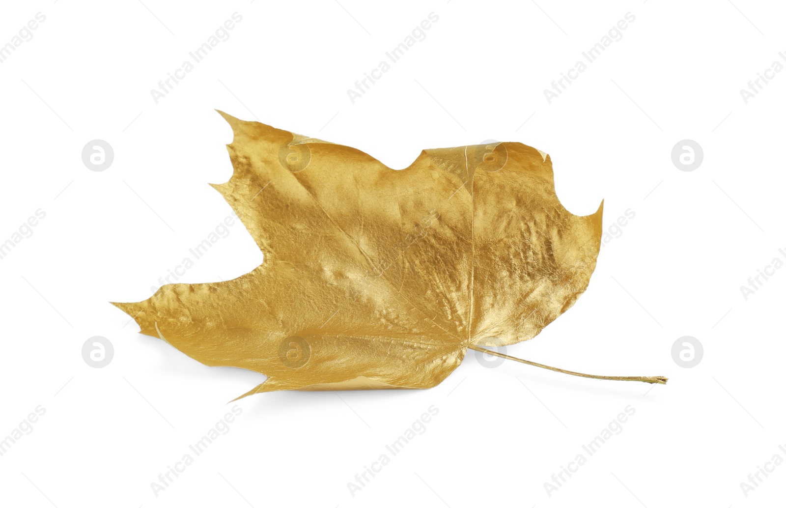 Photo of One golden maple leaf isolated on white. Autumn season