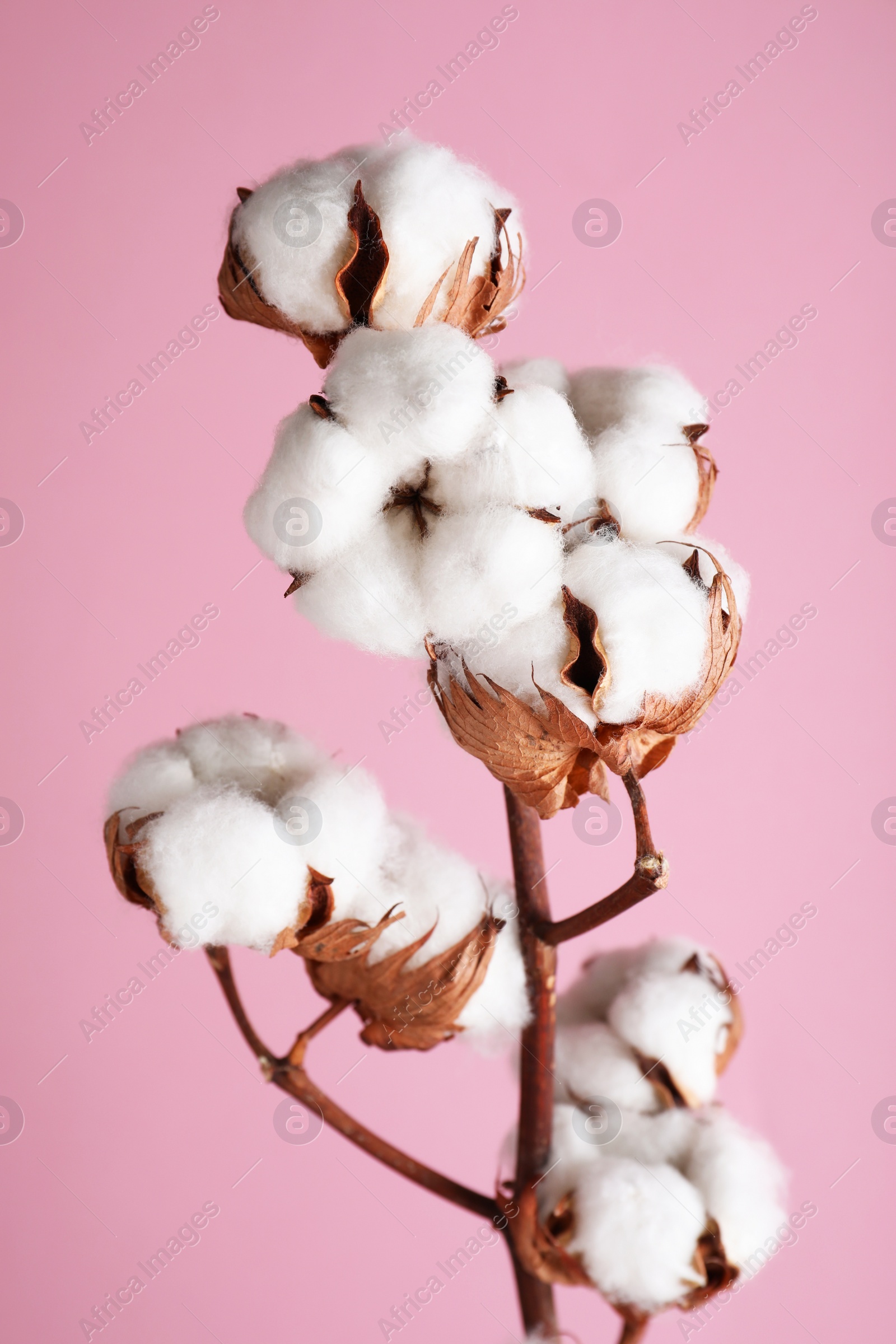 Photo of Branch with fluffy cotton flowers on pink background