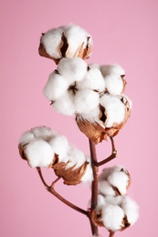 Branch with fluffy cotton flowers on pink background