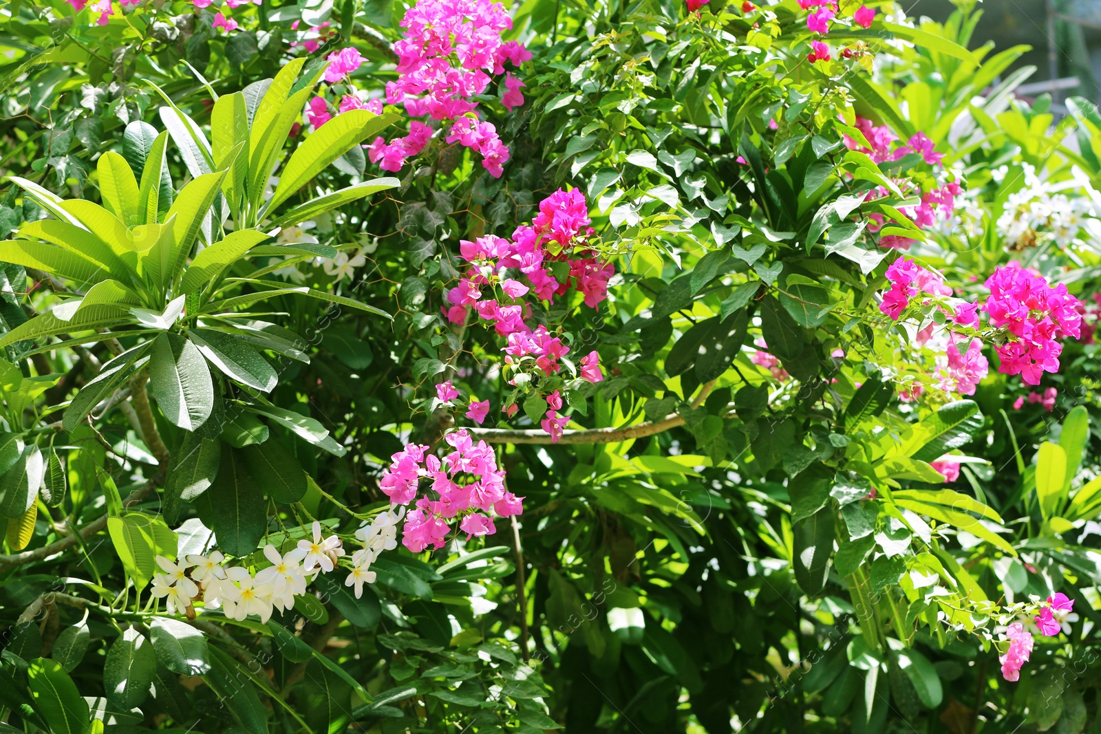 Photo of Plants with beautiful flowers at tropical resort on sunny day