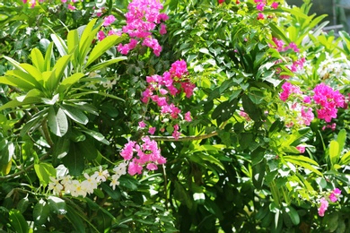 Plants with beautiful flowers at tropical resort on sunny day