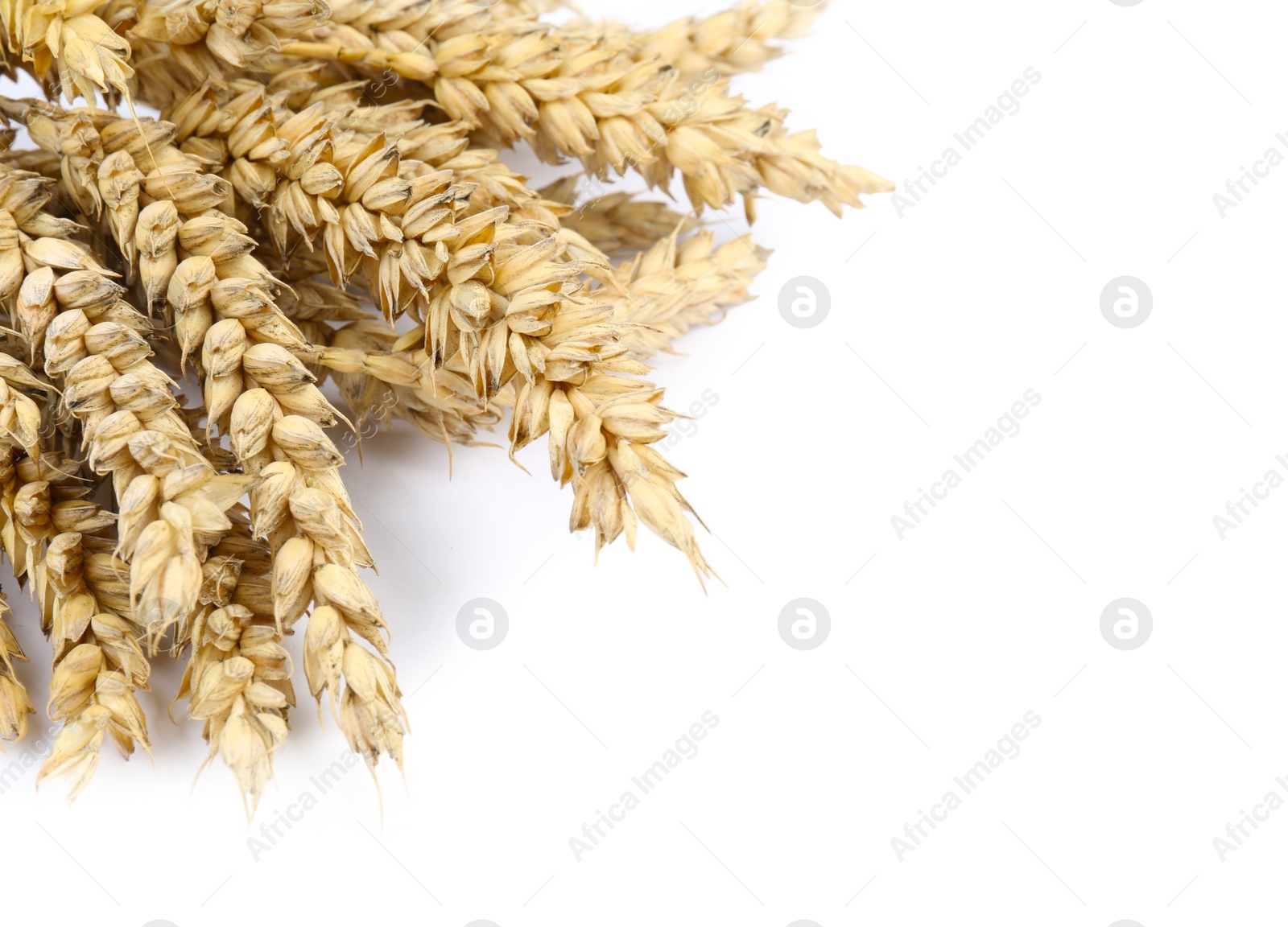 Photo of Dried ears of wheat on white background