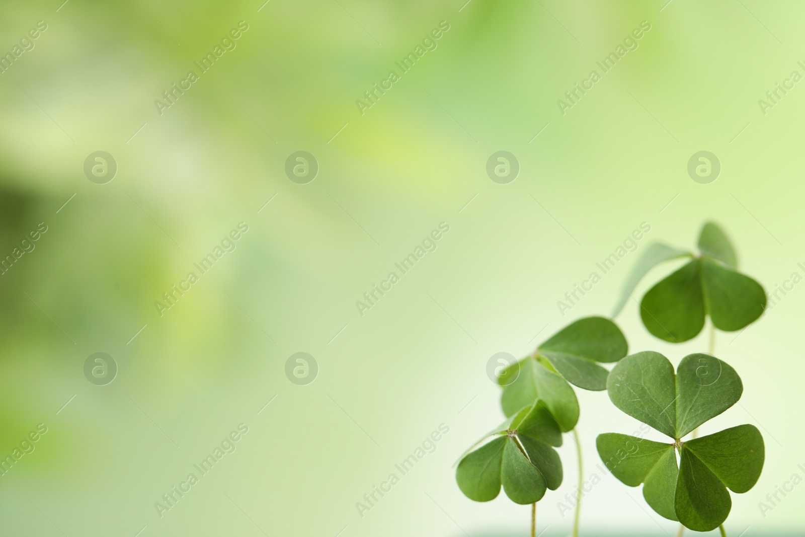 Photo of Clover leaves on blurred background, space for text. St. Patrick's Day symbol