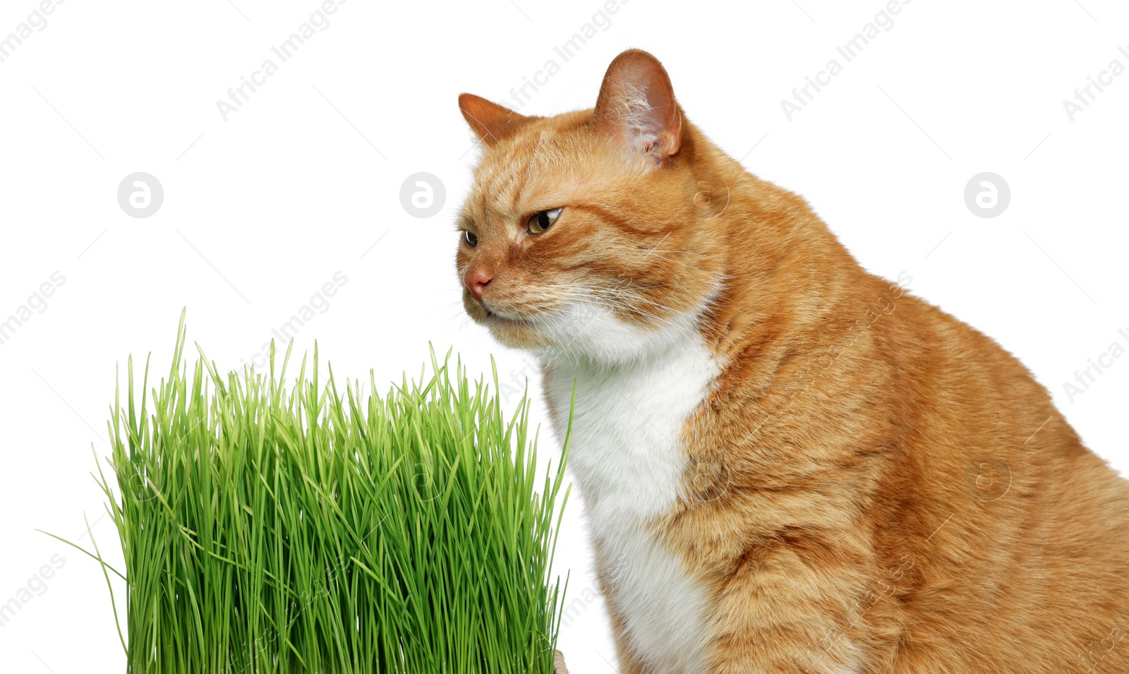 Photo of Cute ginger cat and potted green grass on white background