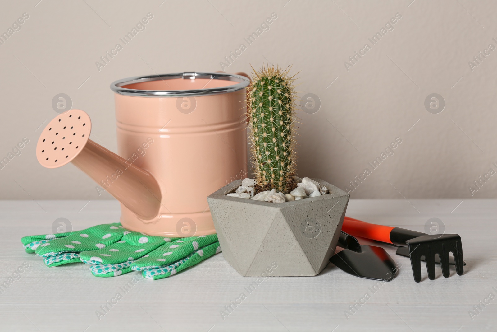 Photo of Beautiful tropical cactus plant and gardening tools on white wooden table. House decor