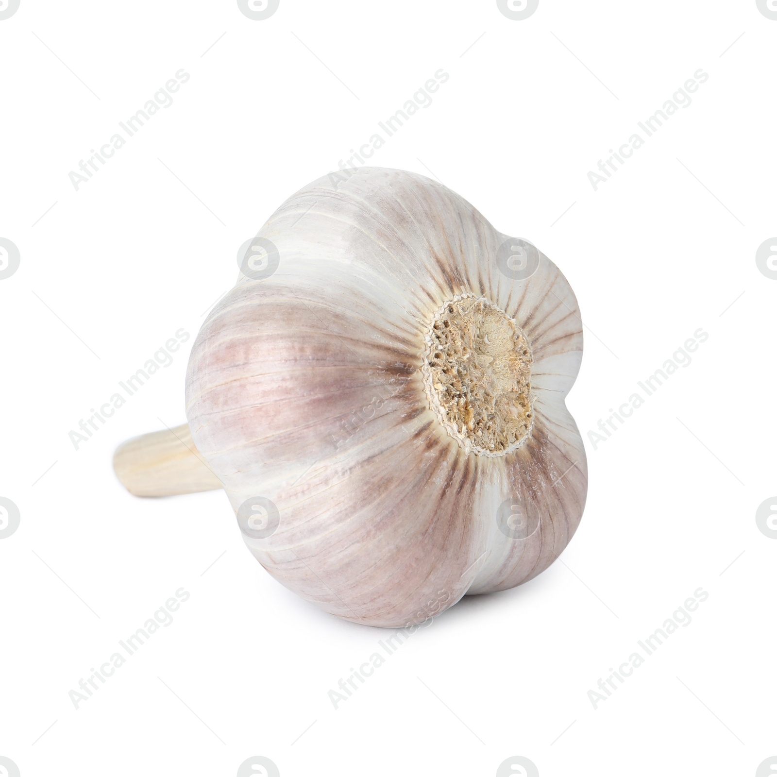 Photo of Fresh organic garlic bulb on white background