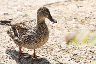 Photo of Cute duck walking outdoors on sunny day