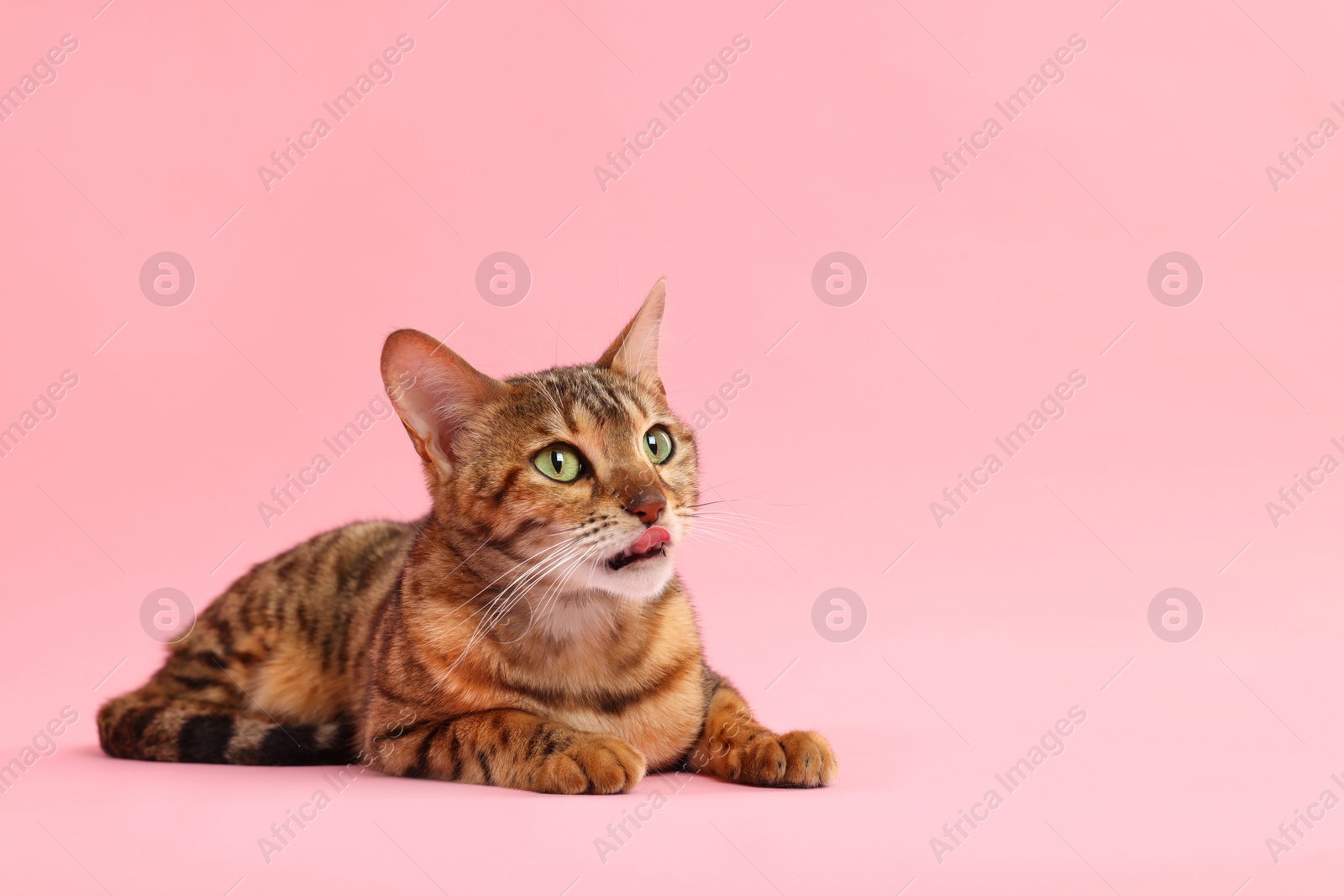 Photo of Cute Bengal cat on pink background, space for text. Adorable pet