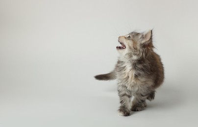 Photo of Cute kitten on light background. Space for text