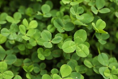 Green clover leaves as background