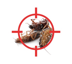 Image of Dead cockroaches with red target symbol on white background. Pest control