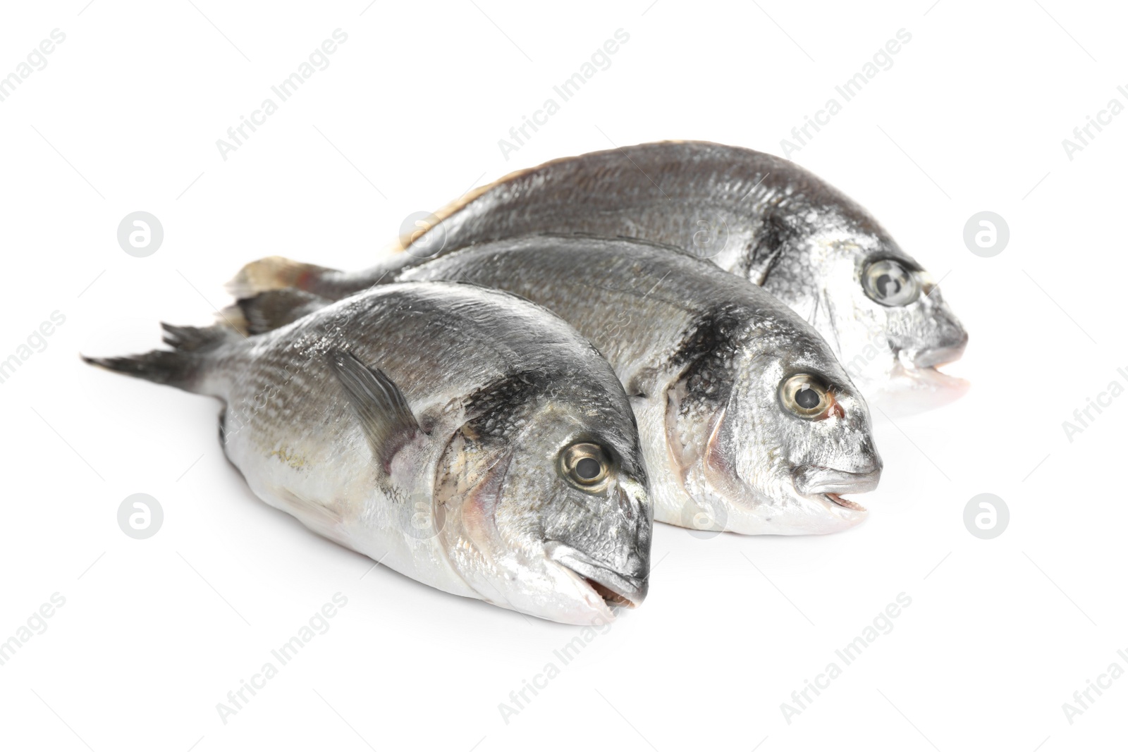 Photo of Fresh raw dorada fish isolated on white