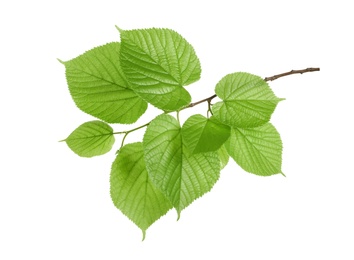 Branch with green leaves on white background